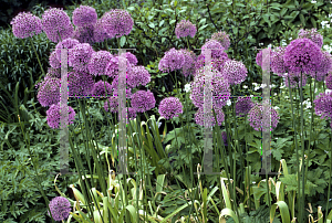 Picture of Allium aflatunense 