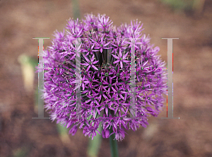 Picture of Allium aflatunense 