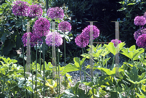 Picture of Allium aflatunense 'Purple Sensation'