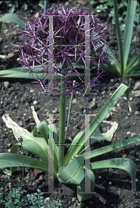 Picture of Allium christophii 