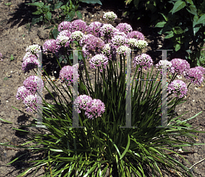 Picture of Allium angulosum 