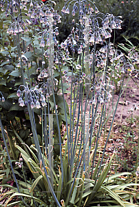 Picture of Allium siculum ssp. bulgaricum 