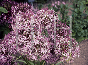 Picture of Allium christophii 