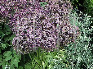 Picture of Allium christophii 