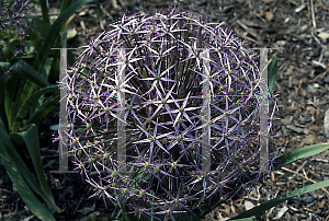 Picture of Allium christophii 