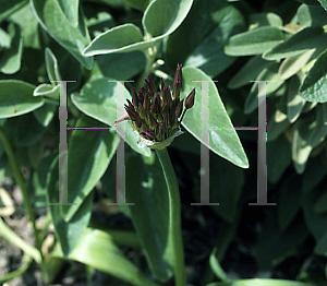 Picture of Allium christophii 