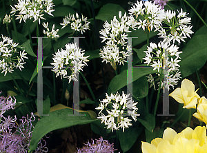 Picture of Allium ursinum 