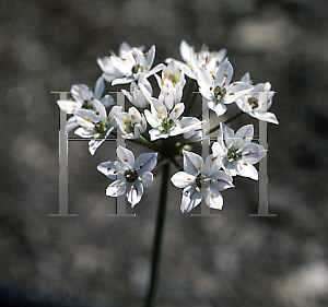 Picture of Allium neapolitanum 