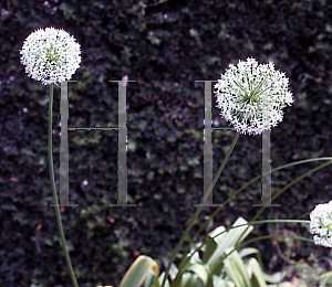 Picture of Allium giganteum 'Alba'