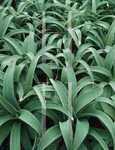 Picture of Allium giganteum 