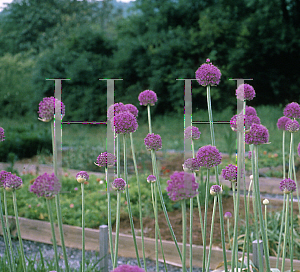 Picture of Allium giganteum 