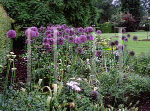 Picture of Allium giganteum 