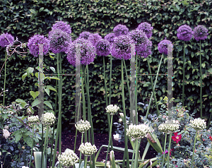 Picture of Allium  'Gladiator'