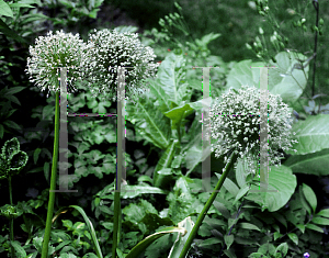 Picture of Allium  'Globemaster'