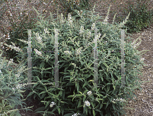 Picture of Buddleia davidii 'White Ball'