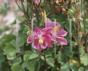 Picture of Aquilegia vulgaris 'Winky Rose-Rose'