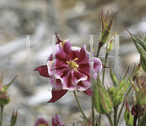 Picture of Aquilegia vulgaris 'Winky Red-White'