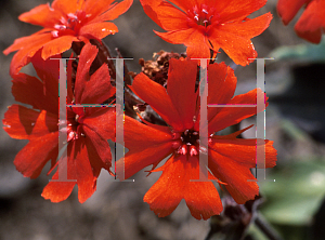 Picture of Lychnis x arkwrightii 'Vesuvius'