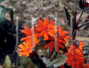 Picture of Lychnis x arkwrightii 'Vesuvius'