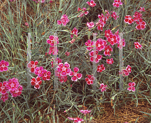 Picture of Dianthus gratianopolitanus 'Pixie'