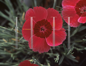 Picture of Dianthus  'Eastern Star'