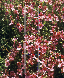 Picture of Diascia x 'Salmon Supreme'