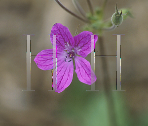 Picture of Erodium cheilanthifolium 