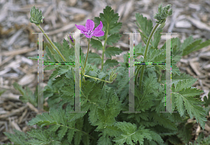 Picture of Erodium cheilanthifolium 