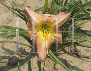 Picture of Hemerocallis  'Silver Pan'