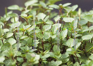 Picture of Mentha x piperita 'Chocolate Mint'