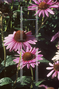 Picture of Echinacea purpurea 'Rubinstern (Ruby Star)'