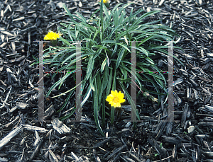 Picture of Gazania linearis 'Colorado Gold'