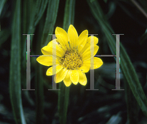 Picture of Gazania linearis 'Colorado Gold'