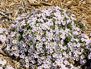 Picture of Gypsophila cerastioides 