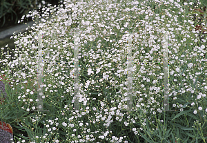 Picture of Gypsophila paniculata 'Festival'