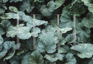 Picture of Heuchera  'Palace Passion'