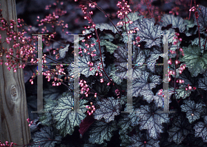 Picture of Heuchera  'Raspberry Ice'