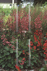 Picture of Heuchera sanguinea 'Chatterbox'