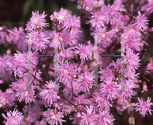 Picture of Lychnis flos-cuculi plena 'Jenny'