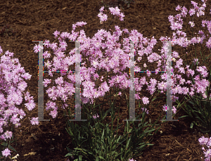 Picture of Lychnis flos-cuculi plena 'Jenny'