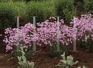 Picture of Lychnis flos-cuculi plena 'Jenny'