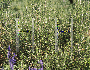 Picture of Rosmarinus officinalis 'Arp'