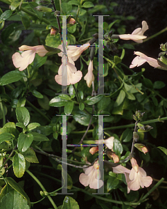 Picture of Salvia greggii 'San Isidro Moon'