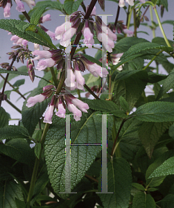 Picture of Salvia  'Waverly White'