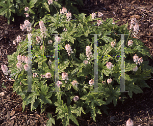 Picture of Tiarella  'Pink Brushes'