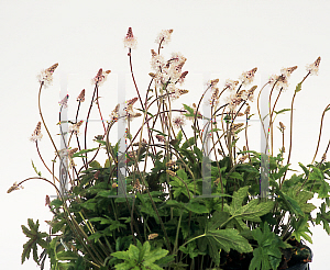 Picture of Tiarella  'Pink Brushes'