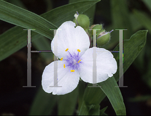 Picture of Tradescantia x andersoniana 'Angel Eyes'