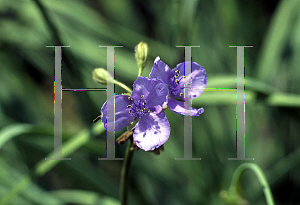 Picture of Tradescantia ohiensis 'Mrs. Loewer'