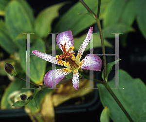 Picture of Tricyrtis formosana 'Amethystina'