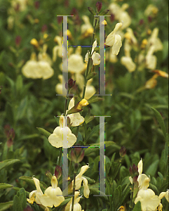 Picture of Salvia greggii 'Chiffon'